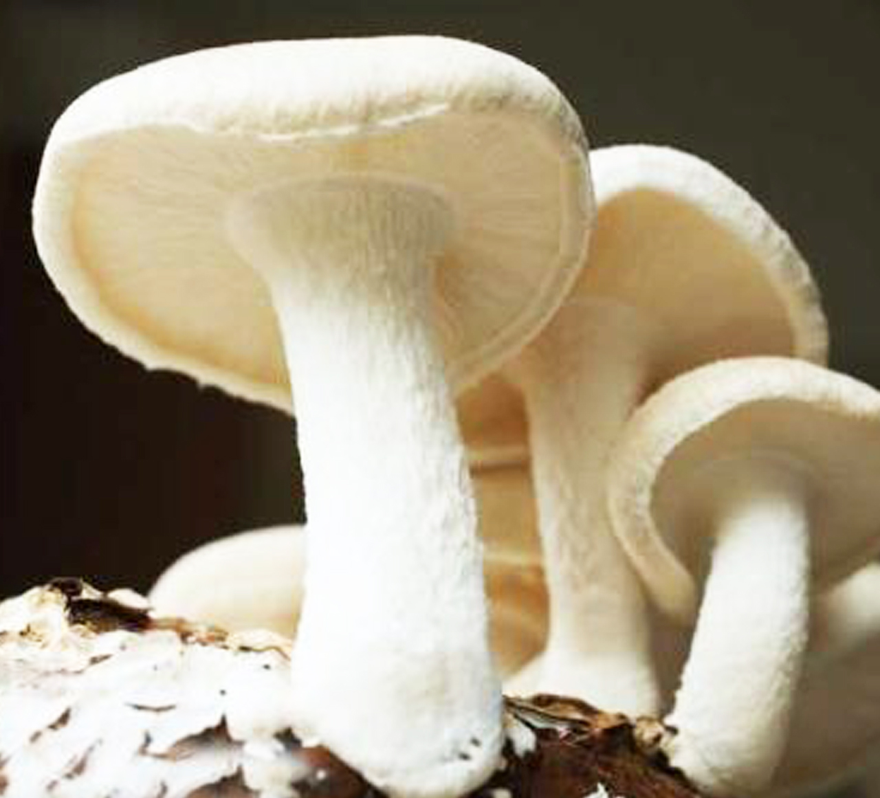 蘑菇环境监控系统